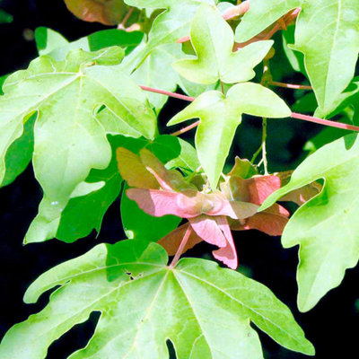 Field Maple - 2 Litre Potted Plant x 1