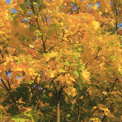 Field Maple - 2 Litre Potted Plant x 1