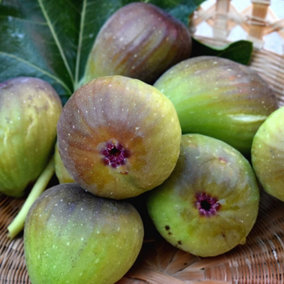 Fig Bornholm Fruit Bush Ficus carica Fruiting Shrub Plant 10L Pot 40cm- 60cm