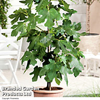 Fig (Ficus) Brown Turkey 9cm Pot x 1