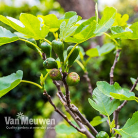Fig (Ficus) Brown Turkey Bush 4.5L Potted Plant x 1