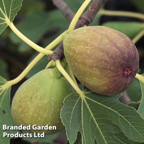 Fig (Ficus) Brunswick (bush) 3L Potted Plant x 1