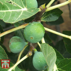 Fig (Ficus) Chelsea Standard 4.5 Litre Potted Plant x 1