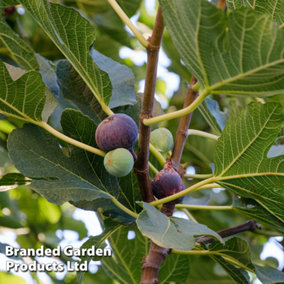 Fig (Ficus) Negronne (Violette De Bourdea) 3 Litre Potted Plant x 1