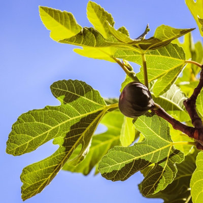 Fig Fruit Tree - Ficus Carica 'Rouge De Bordeux' in 9cm Pot - 4