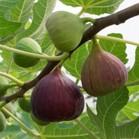 Fig Tree 'Brown Turkey' in a 9cm pot - Hardy Fruit Plant for Gardens - Potted Garden Ready Fig Tree Perfect for Plant Pot or Outdo