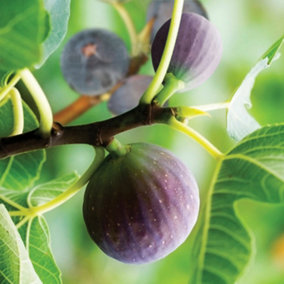 Fig Tree 'Brown Turkey' Standard 70-100cm Tall in a 3L Pot - Hardy Fruit Plant for UK Gardens - Perfect as Patio Plant