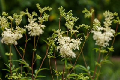 Filipendula ulmaria - 7cm Plug - Marginal Aquatic Pond Plant