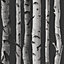 Fine Decor Birch Trees Wallpaper - Black and Silver