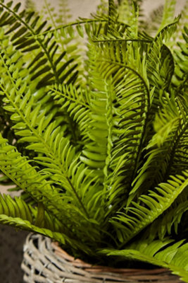 Fiori Boston Fern Succulent Artificial Plant Foliage