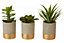 Fiori Set of 3 Grey Pot Succulents Artificial Plant Foliage