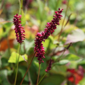 Firetail Red Bistort Amplexicaulis Firetail Perennials Flowering Plants 2L Pot