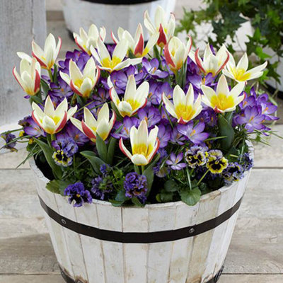 First Spring Tulip and Crocus Mix 30 Bulbs