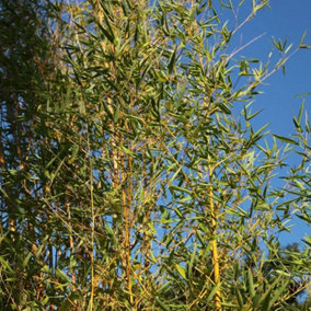 Fishpole Bamboo Phyllostachys Aurea Outdoor Plant 1.2m - 1.5m Tall 9 Litre Pot
