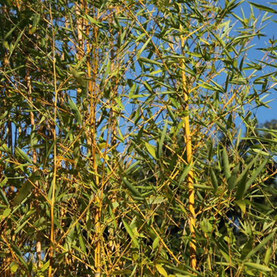 Fishpole Bamboo Phyllostachys Aurea Outdoor Plant 1.2m - 1.5m Tall 9 Litre Pot
