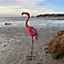 Flamingo Solar Light Garden Ornament
