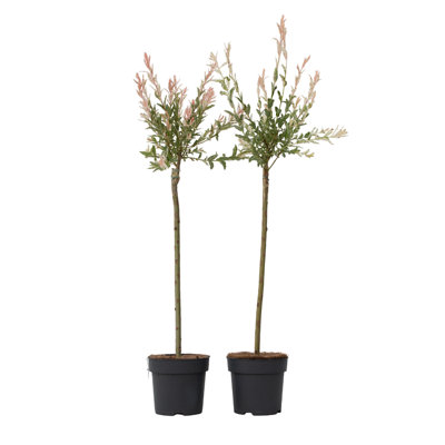 Flamingo Willow - 2 pcs. - Salix integra Flamingo - Height 90-110cm - Pot 19cm
