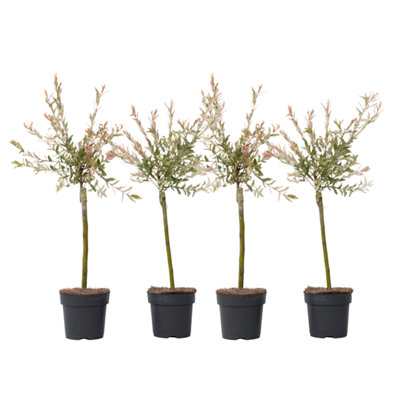 Flamingo Willow - 4 pcs. - Salix integra Flamingo - Height 60-80cm - Pot 17cm