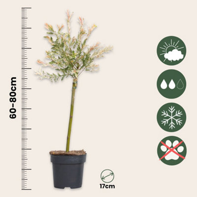 Flamingo Willow - 4 pcs. - Salix integra Flamingo - Height 60-80cm