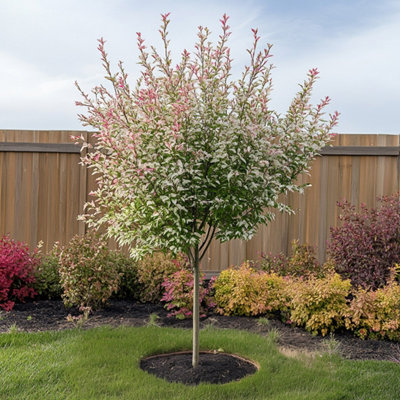 Flamingo Willow - 4 pcs. - Salix integra Flamingo - Height 60-80cm