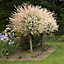 Flamingo Willow Tree, Salix Integra 'Hakuro-nishiki' - 80cm Standard Tree in a 3L Pot