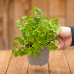 Flat Leaf Parsley Herb Plant - Compact Growth, Versatile Herb, Easy to Grow (20-30cm Height Including Pot)