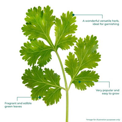 Flat Leaf Parsley Herb Plant - Compact Growth, Versatile Herb, Easy to Grow (20-30cm Height Including Pot)