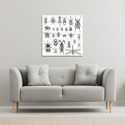 fleas many species in vintage old hand drawn style (Canvas Print) / 114 x 114 x 4cm
