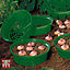 Flower Bulb Planting Baskets - 10 pack