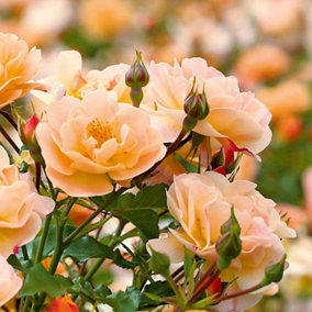 Flower Carpet Amber Rose Bush Yellow Flowering Roses Rounded Rose 4L Pot