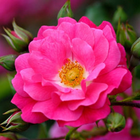 Flower Carpet Pink Rose Bush Pink Flowering Roses Rounded Rose 4L Pot