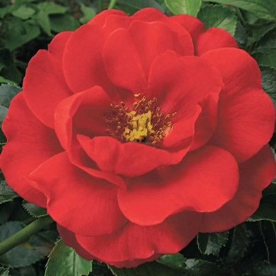 Flower Carpet Scarlet Rose Bush Red Flowering Roses Rounded Rose 4L Pot