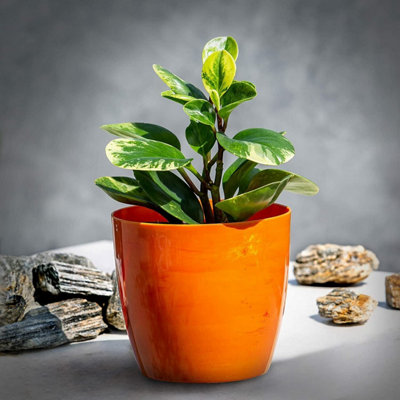 Flower Pots 6 Colours 4 sizes Marble Plastic Plant Pots Planter Deco Round Deco  Orange 16cm - 5