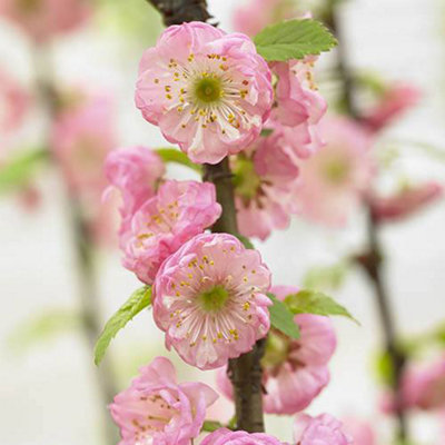 Flowering Almond Ornamental Cherry Tree Prunus triloba 1.4m Standard Bare Root