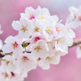 Flowering Cherry Blossom Tree Outdoor Prunus x Yedoensis 12L Pot 1.5m - 1.8m