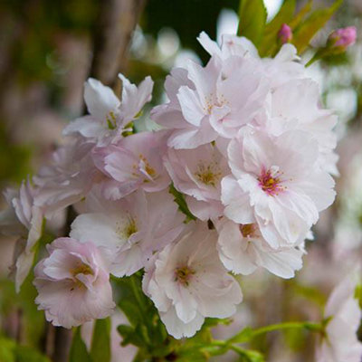 Flowering Cherry tree 'Amanogawa' Bare Root 120-150cm, | DIY at B&Q