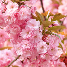 Flowering Cherry tree Prunus 'Kanzan' bare root