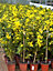Flowering Mimosa 'Acacia' in a 3L Pot 70cm Tall - Potted Garden Plants for Outdoors - Persian Silk Tree UK for Gardens and Patios