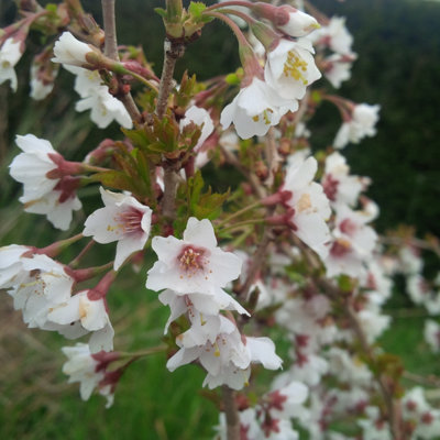 Flowering Ornamental Cherry Tree Prunus 'Kojo no Mai' Standard 90cm Tall - 3