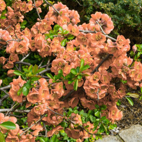 Flowering Ornamental Quince Chaenomeles x superba Orange Trail in a 2L Pot