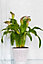 Flowerpot plant pot planter Elza Plastic Crystal Modern Decorative Pink 11cm