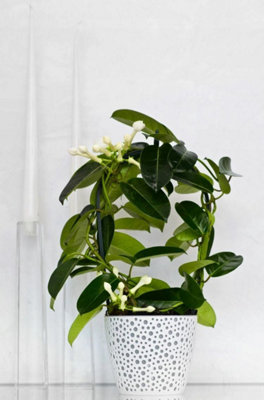 Flowerpot plant pot planter Elza Plastic Crystal Modern Decorative White 13cm