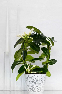 Flowerpot plant pot planter Elza Plastic Crystal Modern Decorative White 15cm