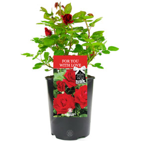 For You With Love Red Rose - Outdoor Plant, Ideal for Gardens, Compact Size