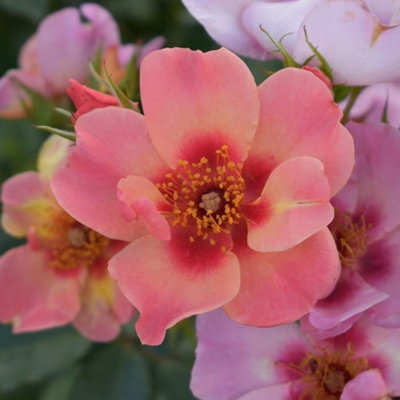 For Your Eyes Only Rose Bush Pink Flowering Roses Rose Of The Year 2015 4L Pot DIY at B&Q