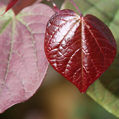 Forest Pansy American Redbud Tree Outdoor Ornamental Cercis Canadensis ...