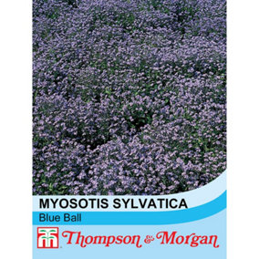 Forget-me-not Blue Ball (Myosotis) 1 Seed Packet (450 Seeds)