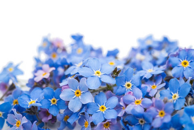 Forget Me Not Indigo Flower Seeds (Approx.300 seeds) - By Jamieson Brothers - 3