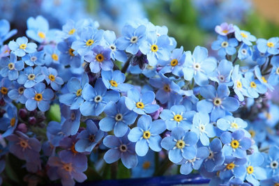 Forget Me Not Indigo Flower Seeds (Approx.300 seeds) - By Jamieson Brothers - 4