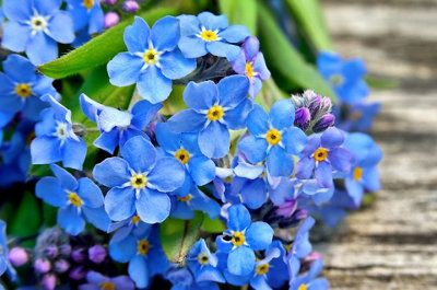 Forget Me Not Indigo Flower Seeds (Approx.300 seeds) - By Jamieson Brothers - 5